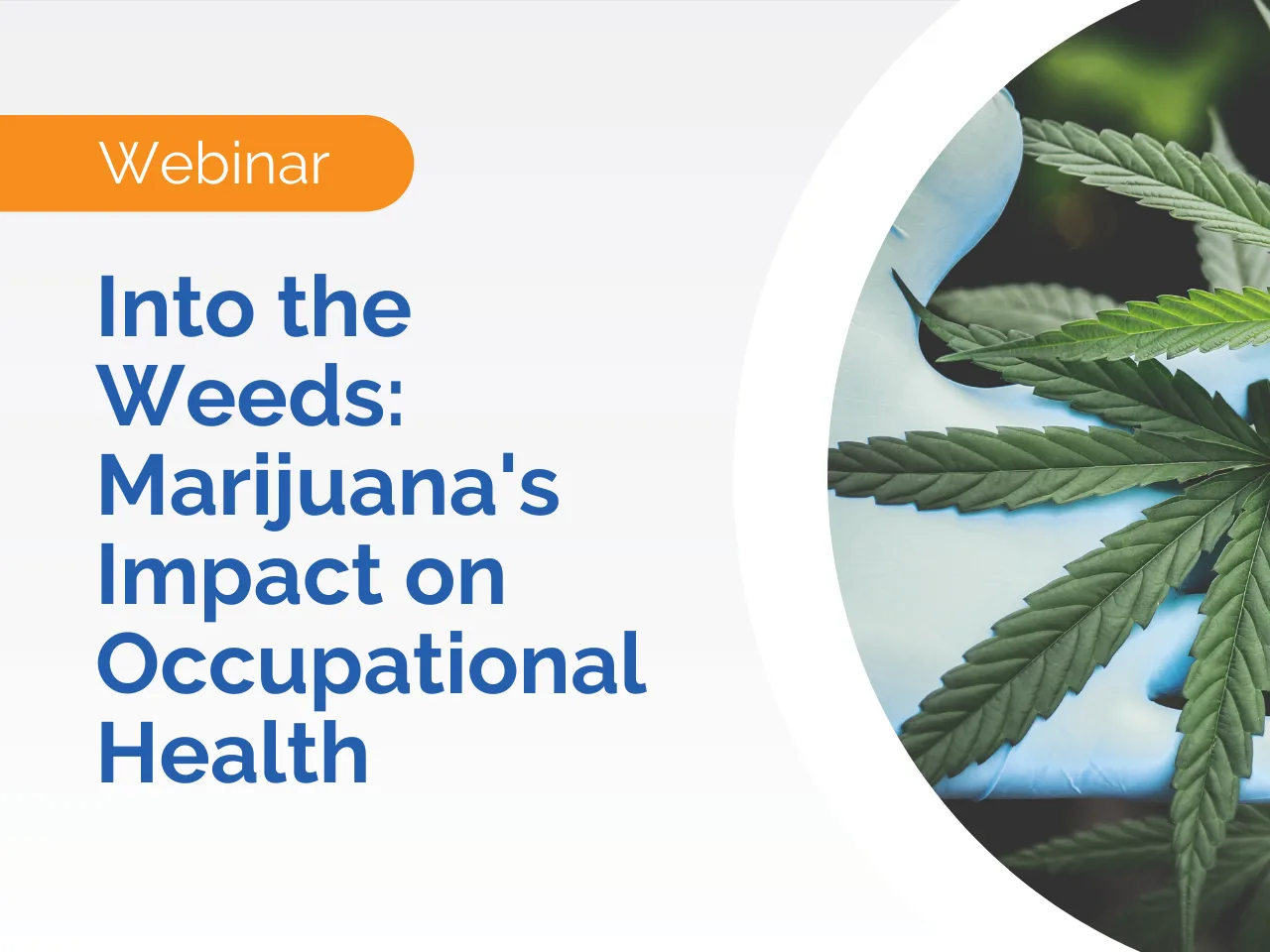 Webinar promo: Into the Weeds - Exploring Marijuana Worker Health and Occupational Safety, featuring a gloved hand holding a cannabis leaf.