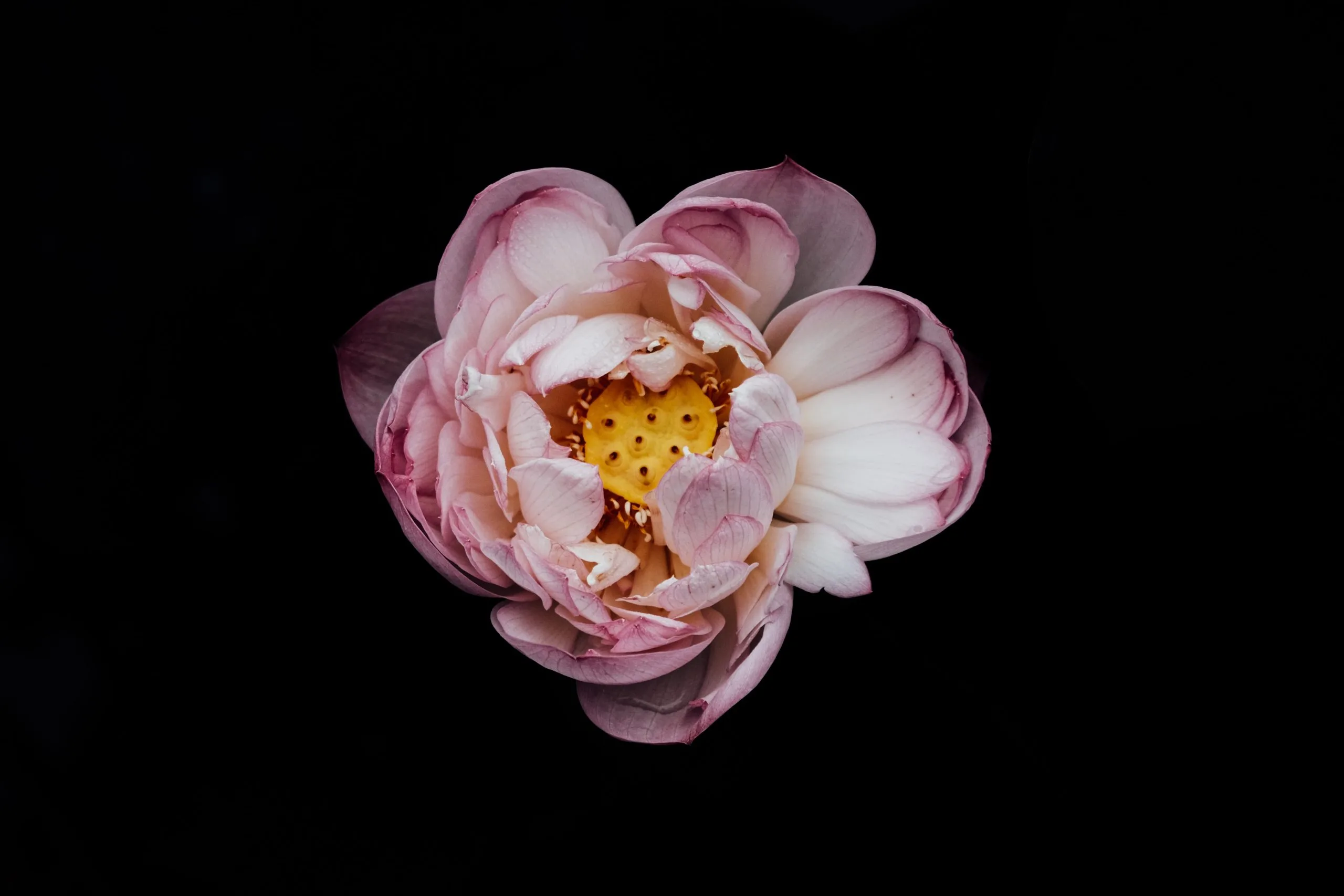A single pale pink lotus flower with a yellow center, fully bloomed against a solid black background—an image as striking and clear as advanced GHG software solutions.