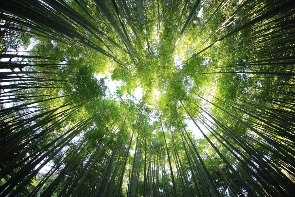 Tall bamboo trees viewed from below, with sunlight filtering through dense green leaves overhead.