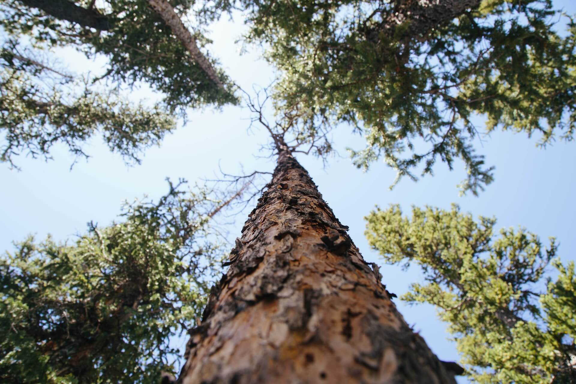 Sustainability development - photo of a tree