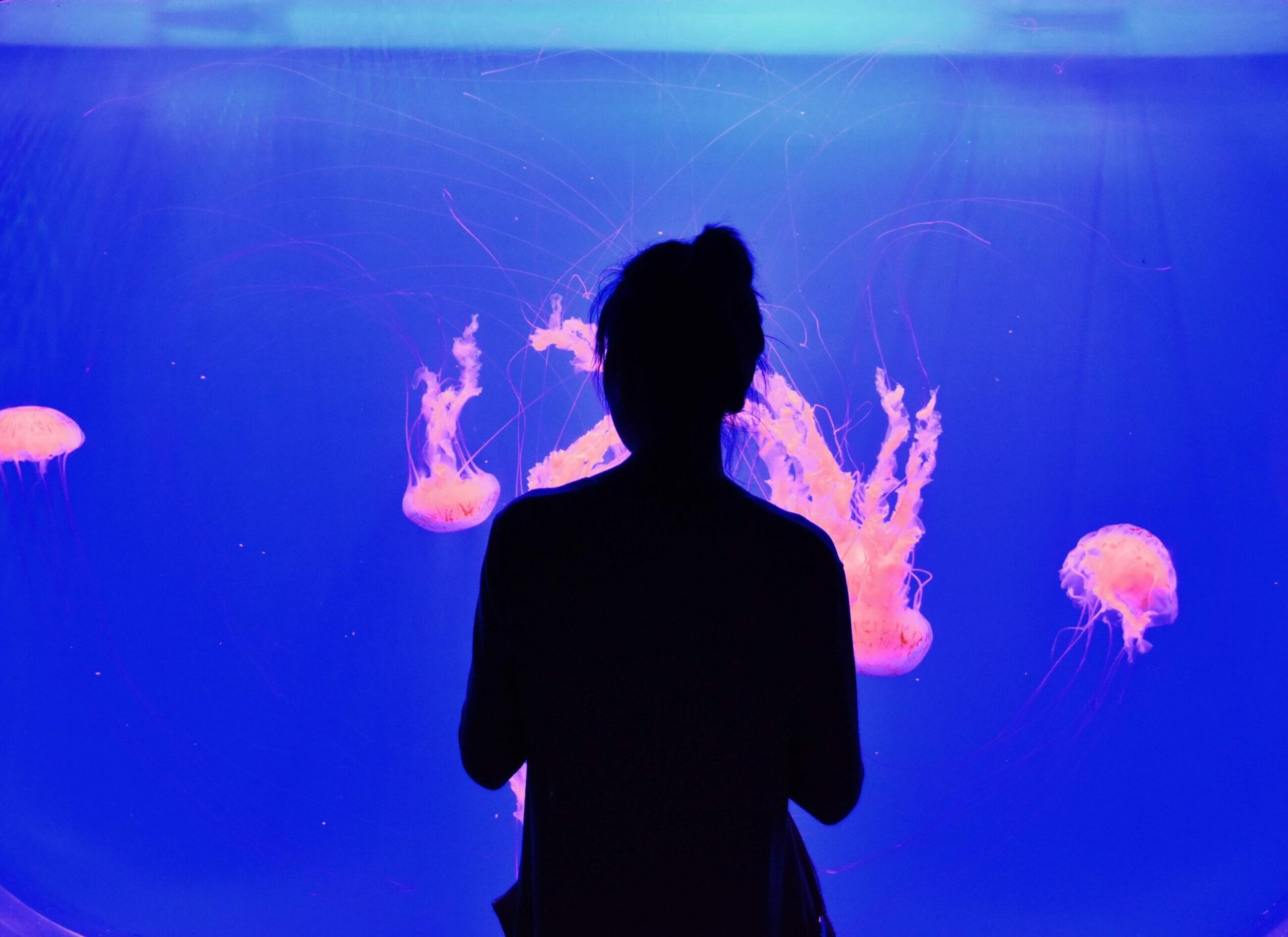 Silhouette of a person watching pink jellyfish glow in a blue-lit aquarium, reminiscent of the seamless flow and clarity offered by ESG Management Software.