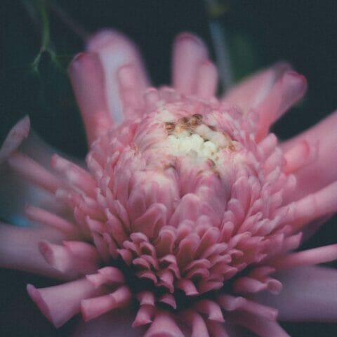PCAF Blog Pink Flower Cority