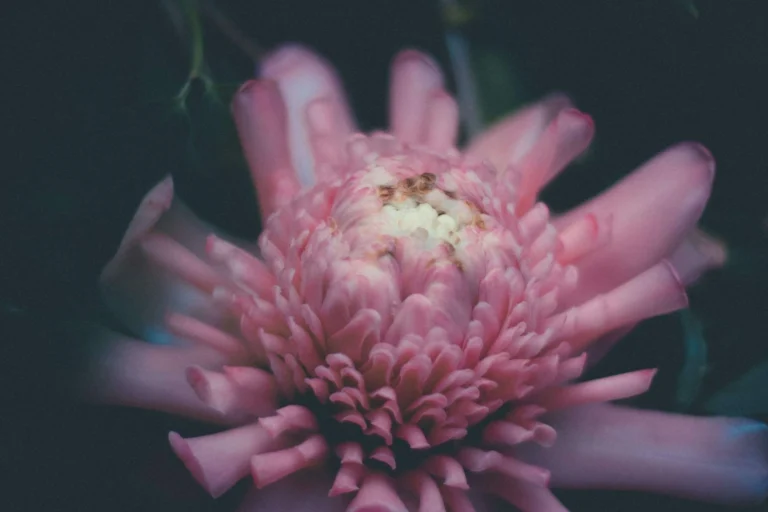 PCAF Blog Pink Flower Cority