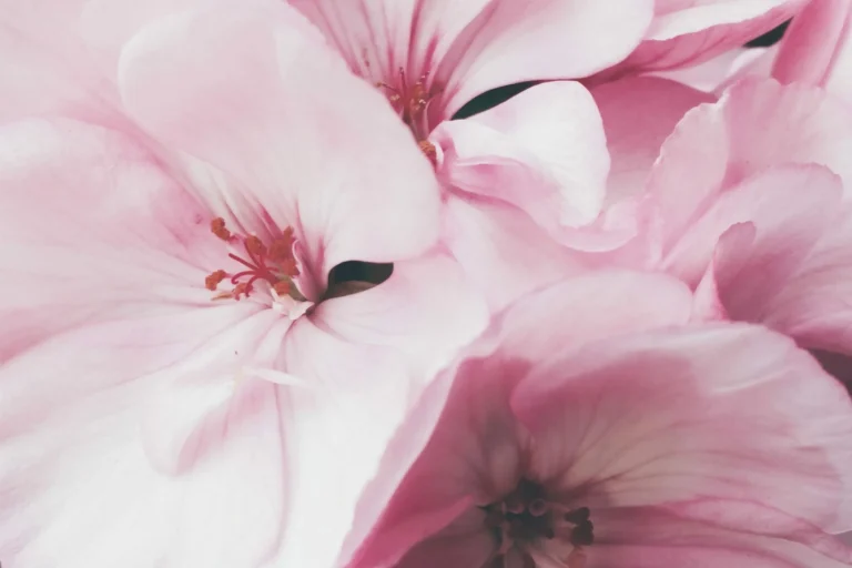 Paramount Interview Blog Flowers Photo Cority