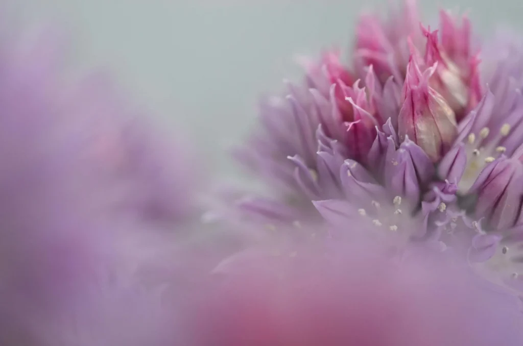 SFDR Article 9 Blog Pink Flower Photo Cority