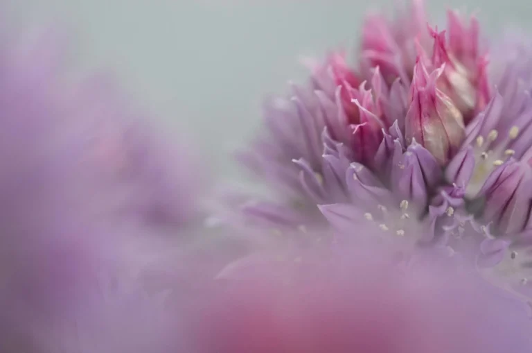 SFDR Article 9 Blog Pink Flower Photo Cority