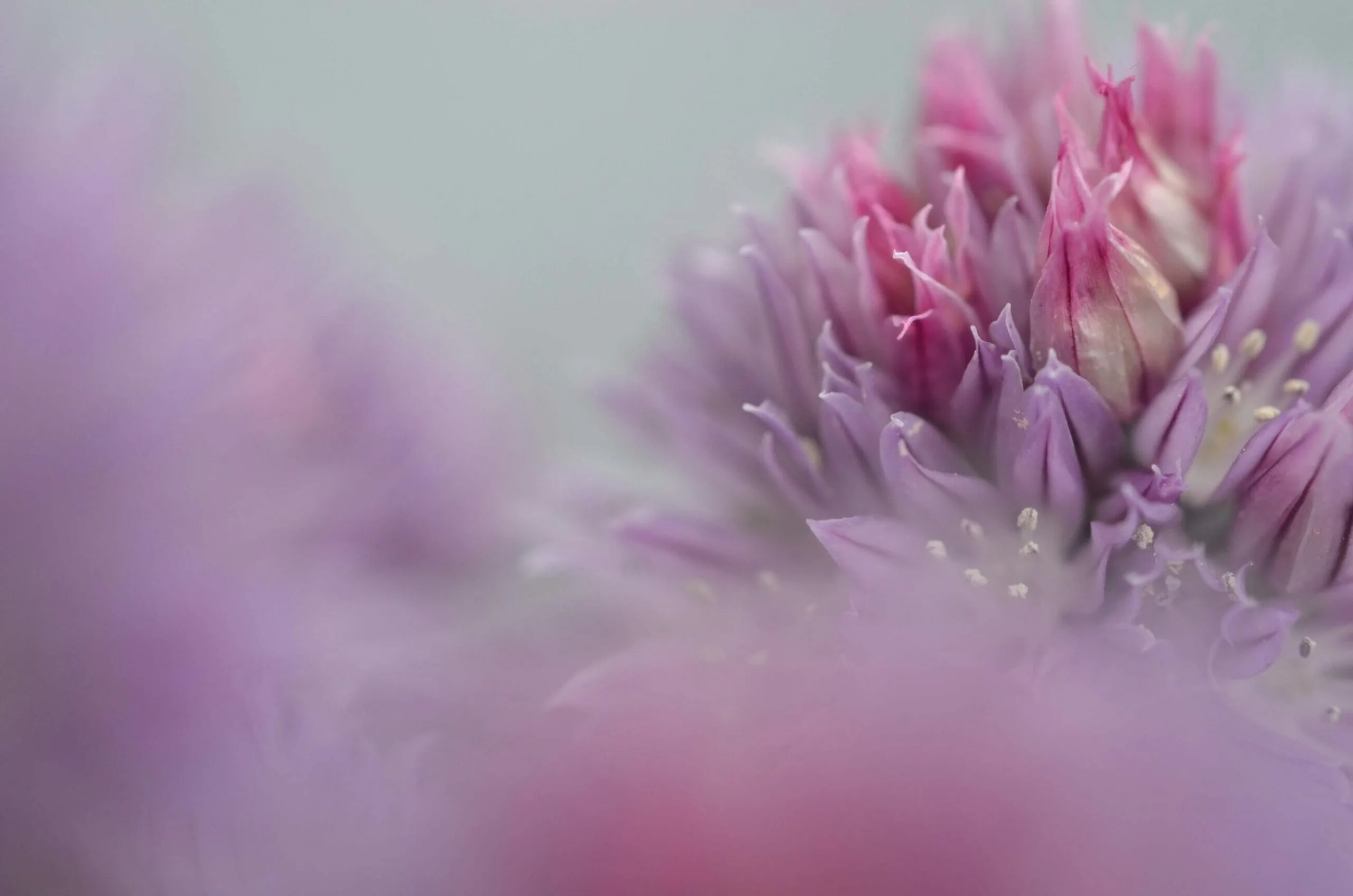 SFDR Article 9 Blog Pink Flower Photo Cority