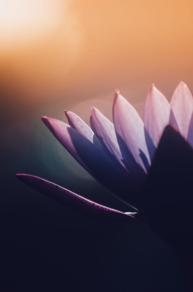 Covid blog flower pink cority