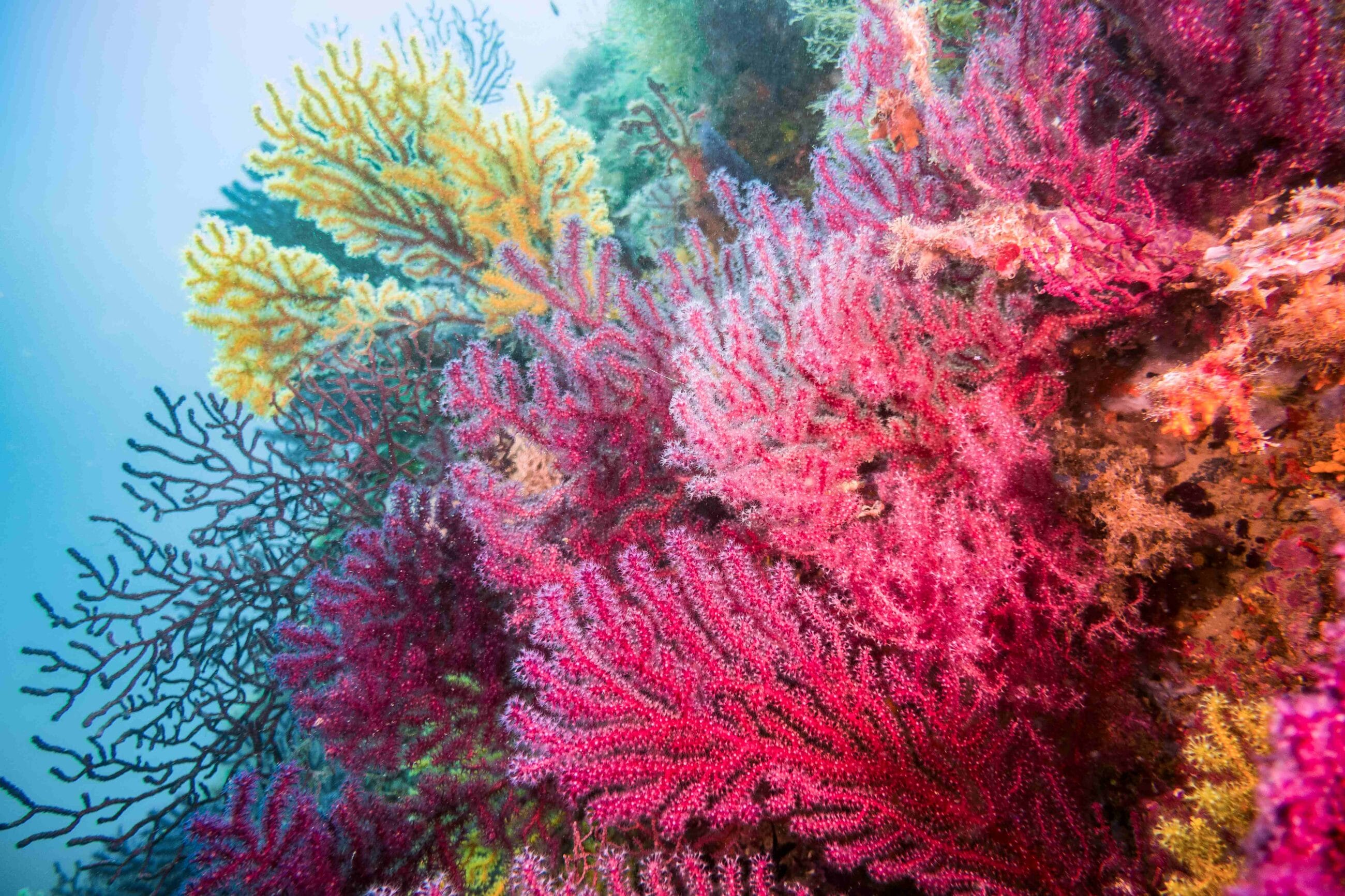 saas solution blog corals pink cority