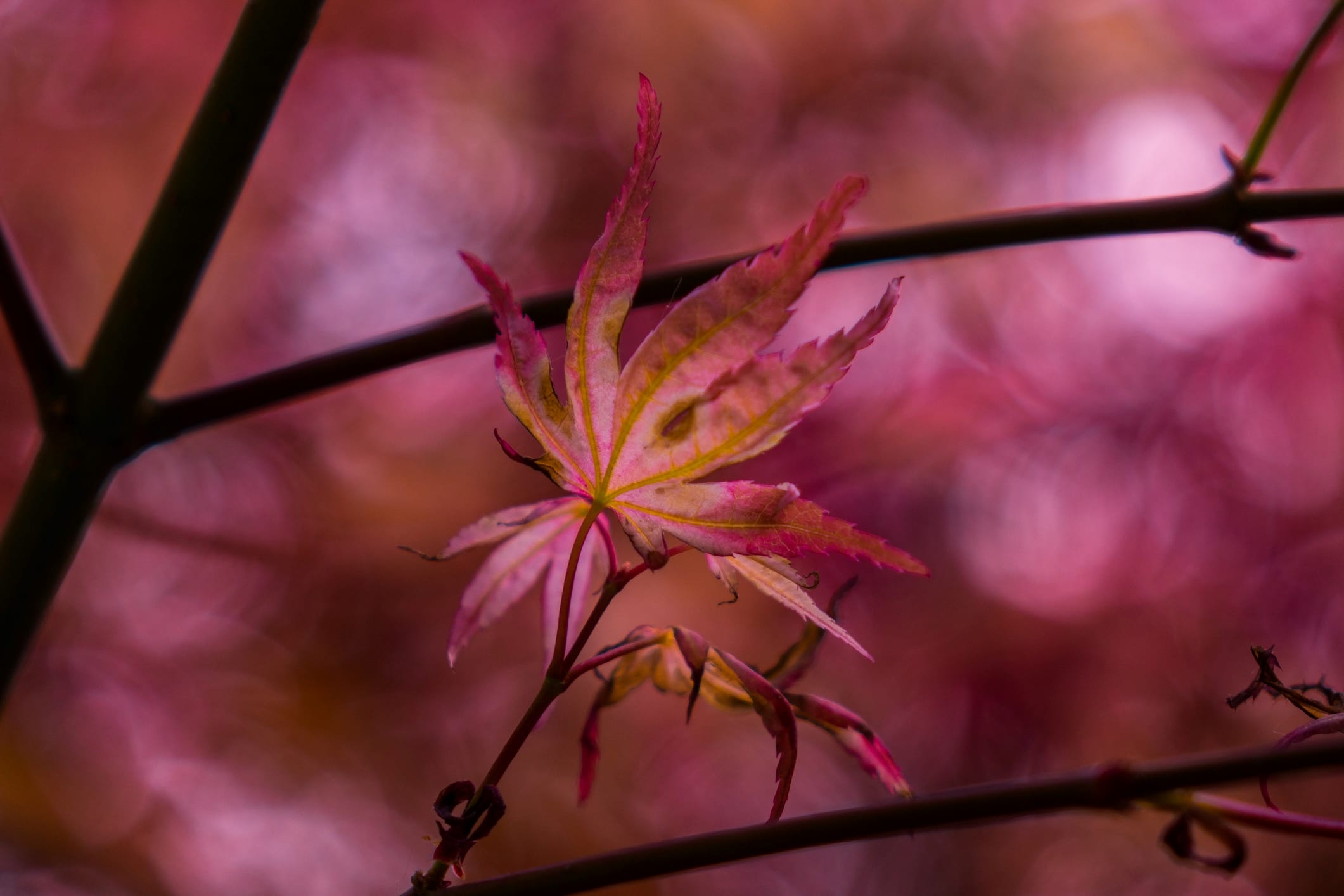net zero standard blog autumn leaf pink cority