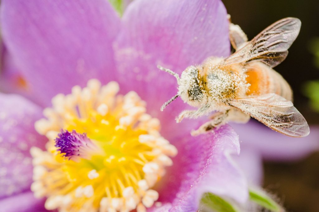 sdgs investments blog bee flower pink cority