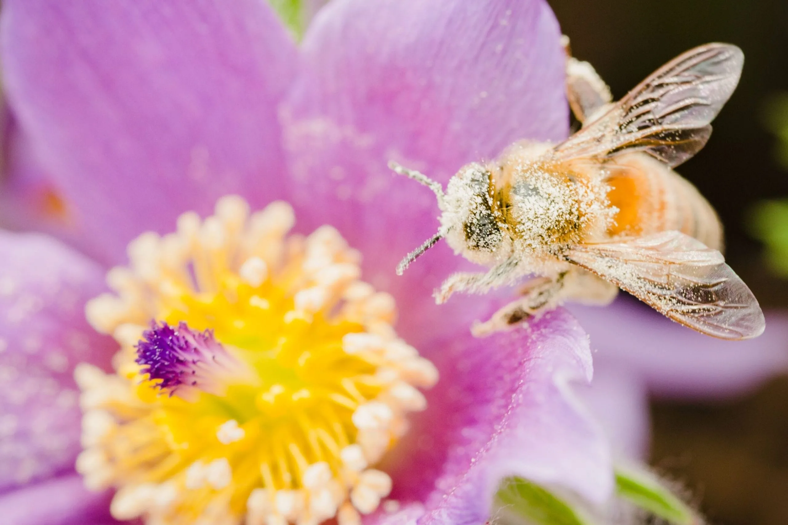 sdgs investments blog bee flower pink cority