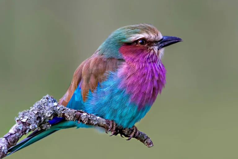 tcfd faqs blog bird pink cority