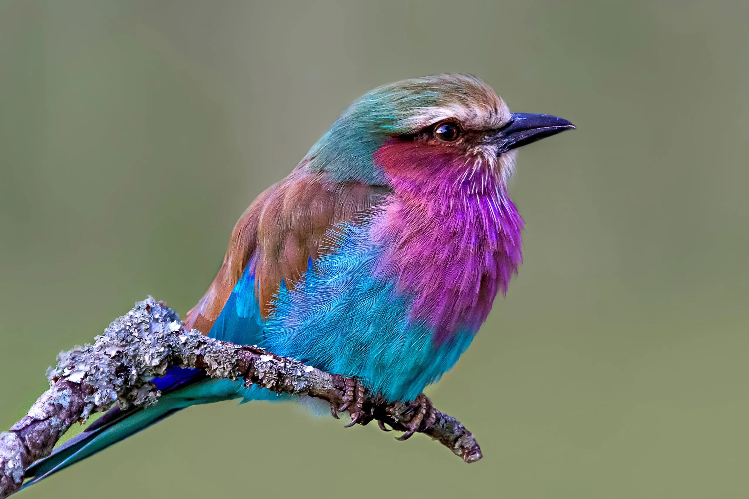 tcfd faqs blog bird pink cority