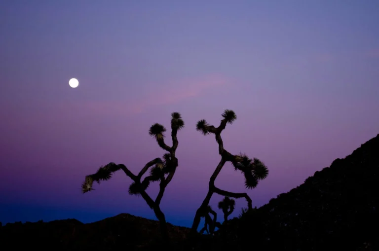 climate education blog dusk trees pink cority