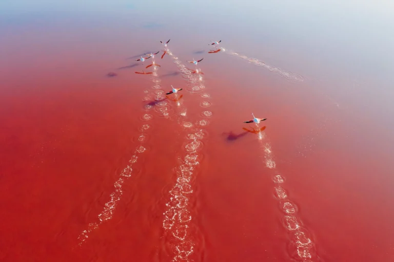 us sec climate rule blog birds flying pink cority