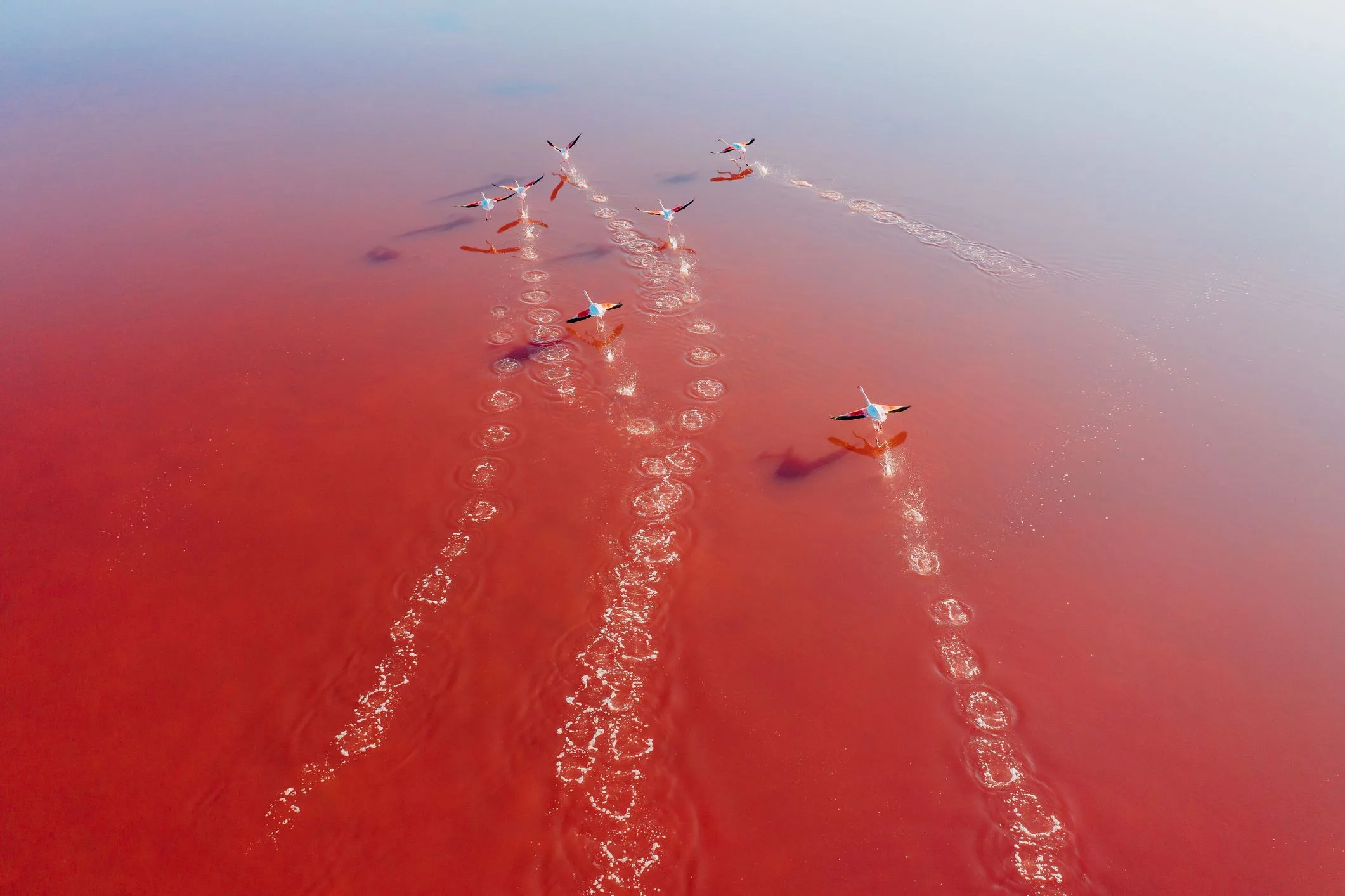 us sec climate rule blog birds flying pink cority