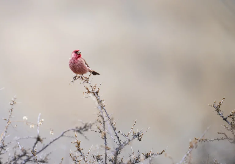 article29lec blog bird tree branch pink cority