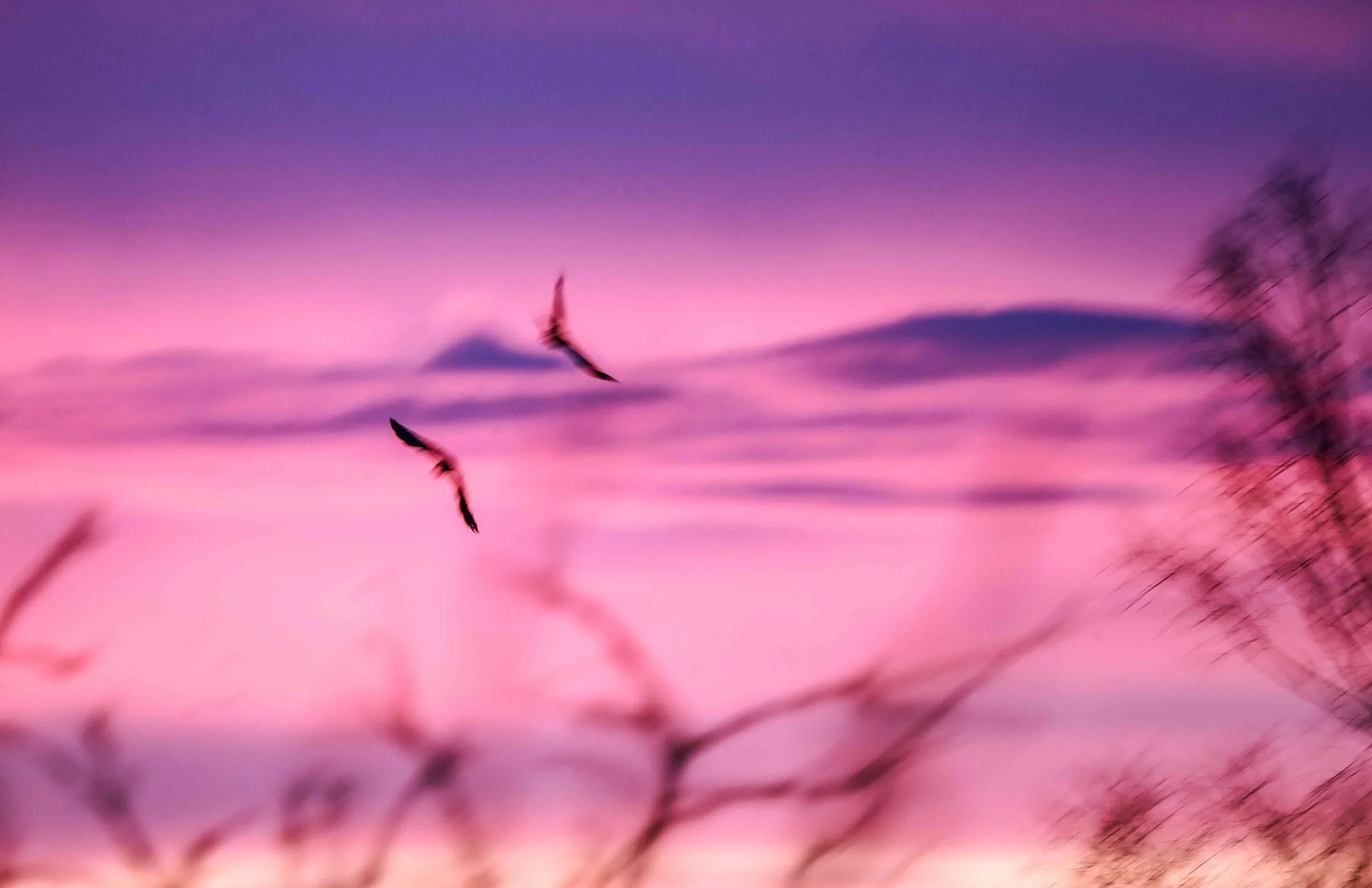 scope 4 carbon shadows blog birds sky pink cority