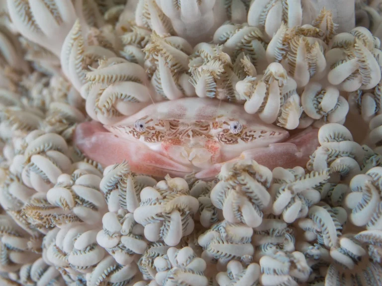impact reporting research blog crab corals pink cority