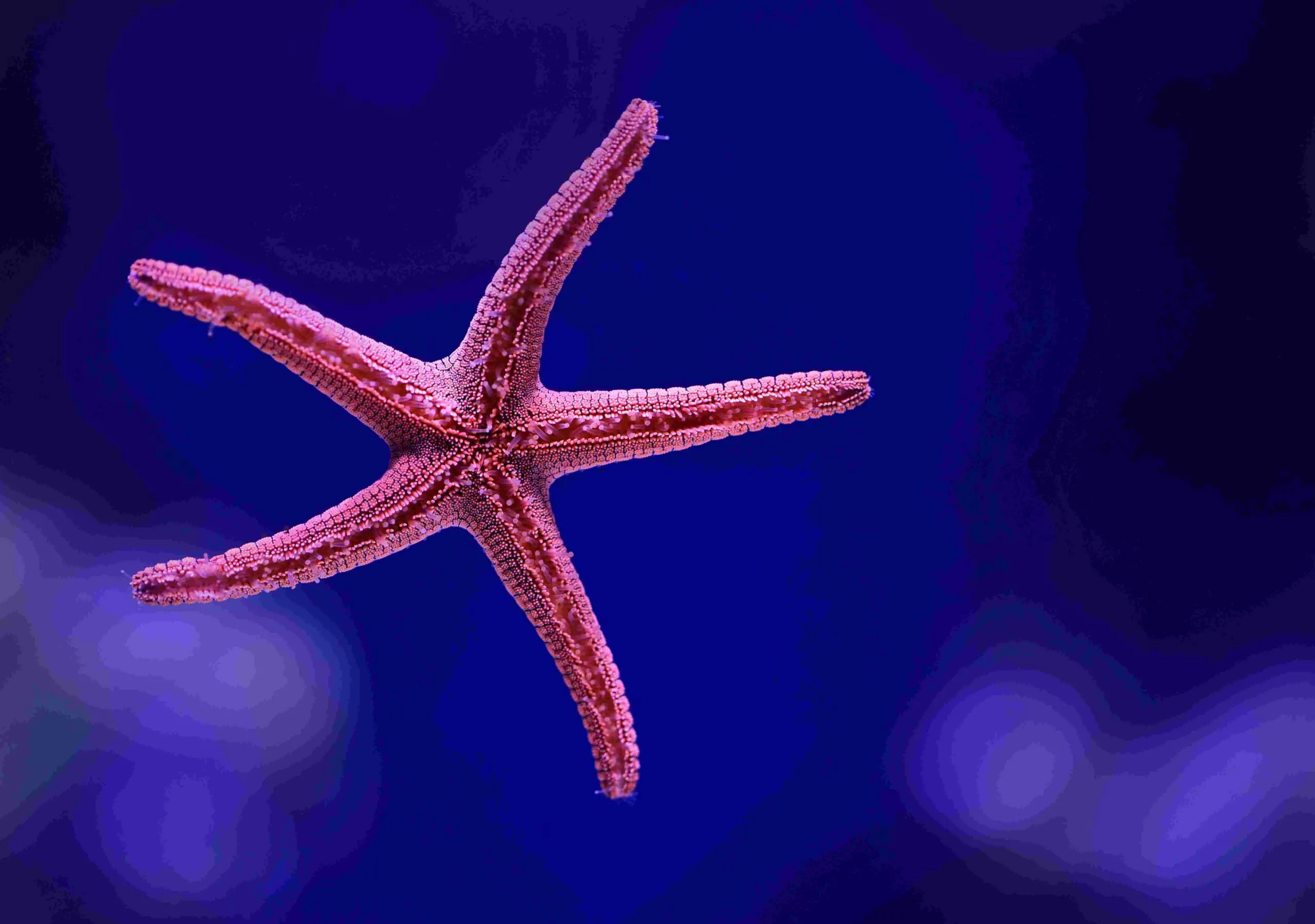non financial reporting software blog starfish pink cority
