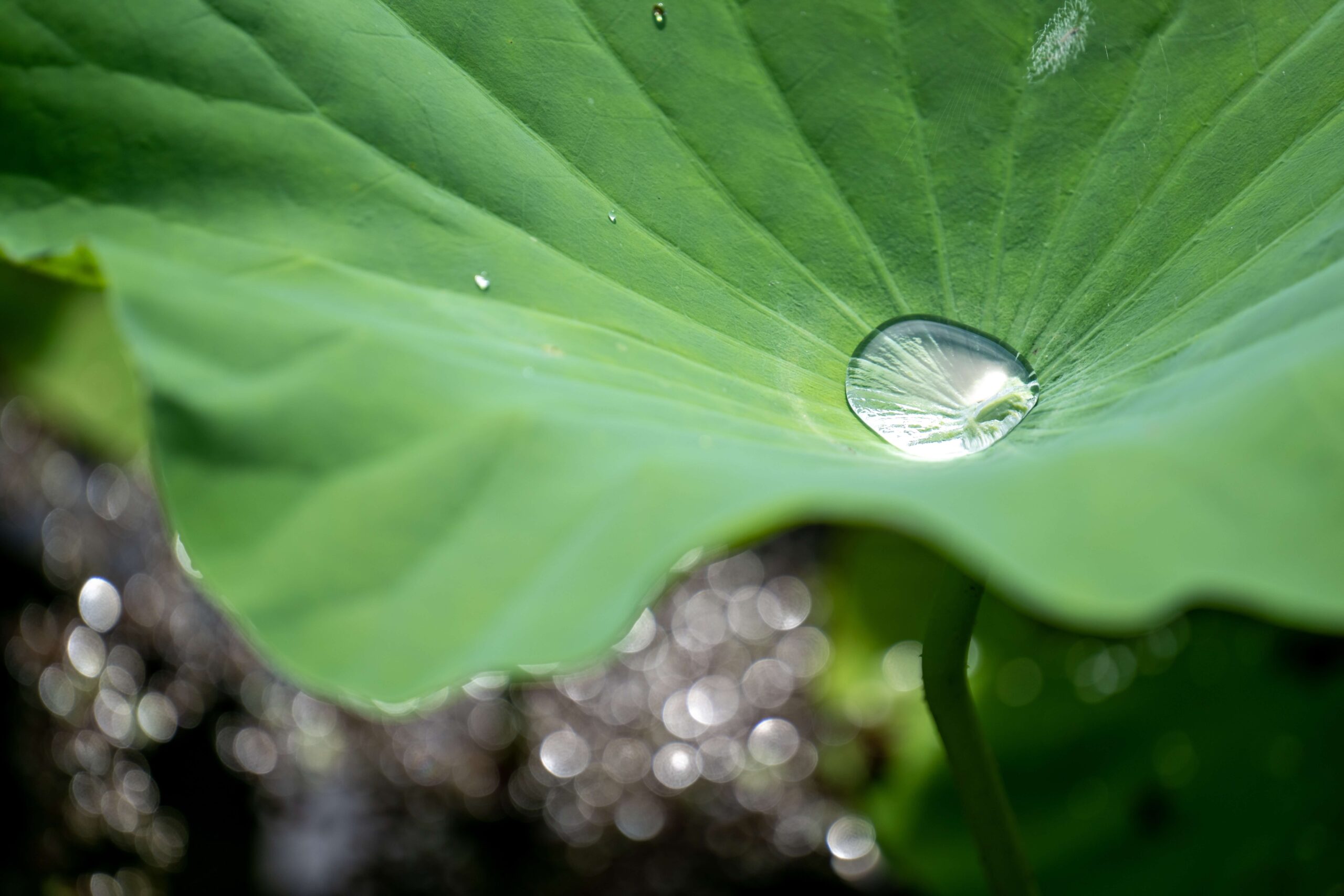 environmental compliance blog leaf photo cority