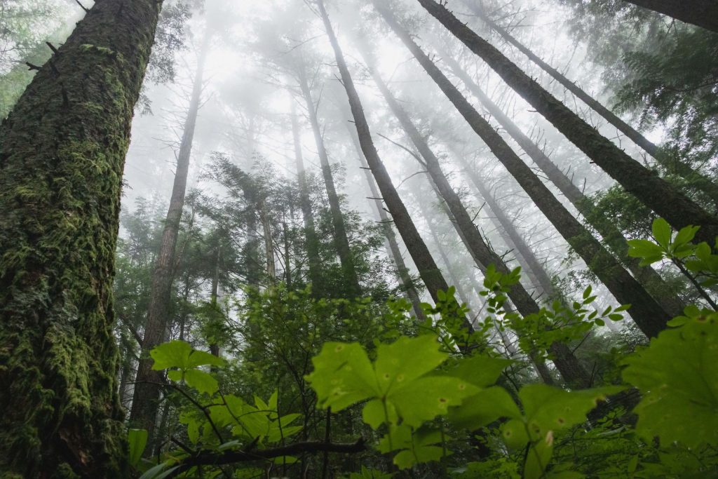 Foggy forest with tall trees and green undergrowth, viewed from the ground looking up toward the sky—a tranquil setting that inspires EHS professionals to embrace circular economy principles in environmental stewardship.