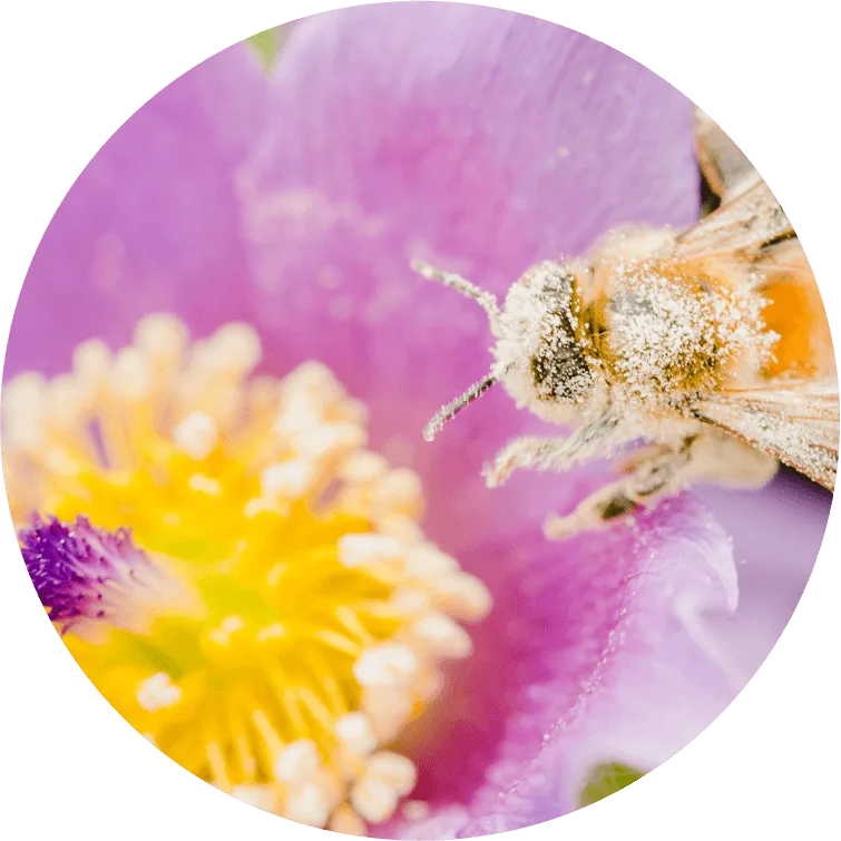 A close-up of a bee covered in pollen on the petals of a vibrant purple and yellow flower, captured in a circular frame—symbolizing the harmony of nature and Sustainability at Cority.