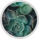 Close-up view of a green succulent plant with thick, rounded leaves arranged in a rosette pattern, bordered by a circular white frame.